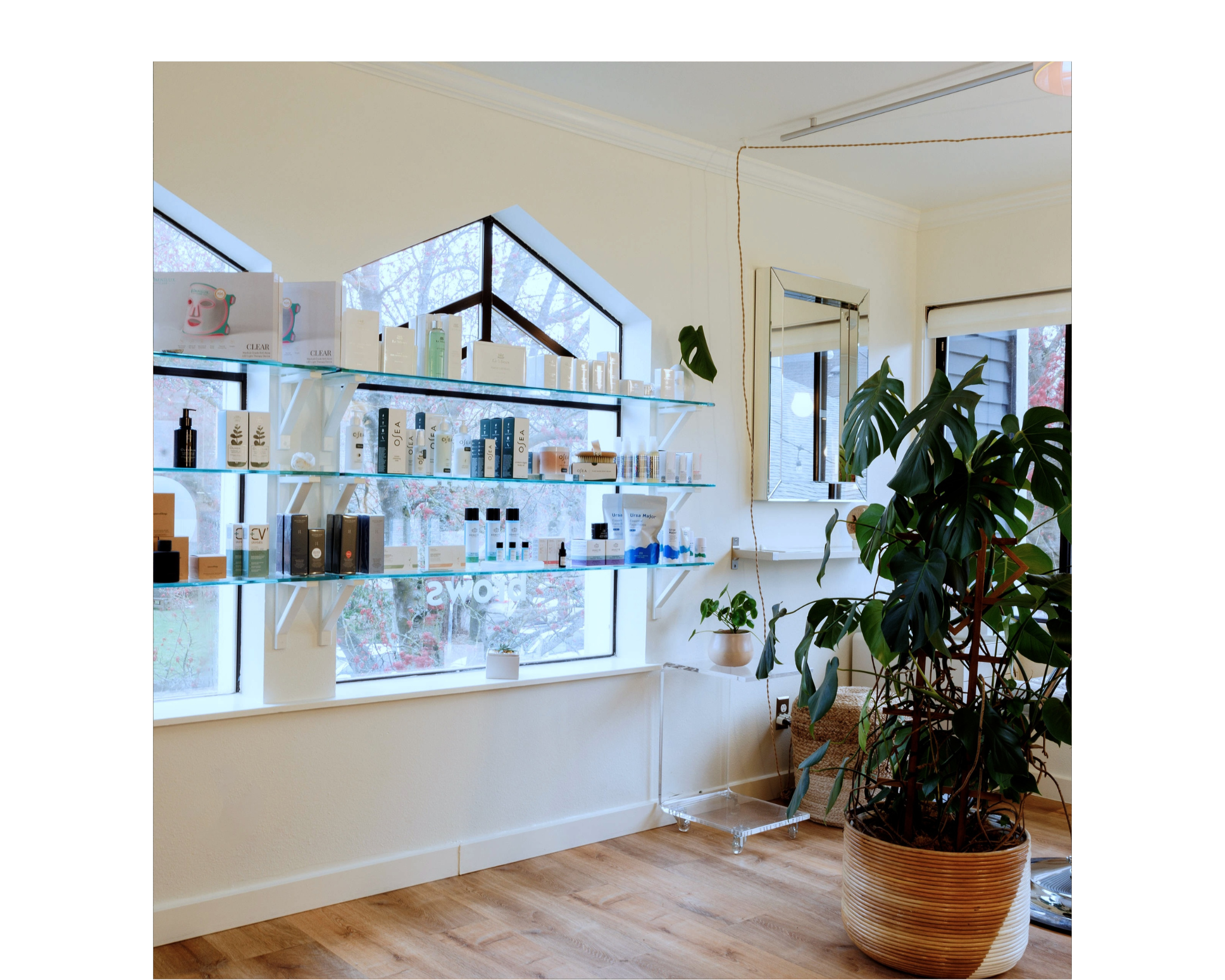 A well-lit room with shelves displaying various items and a potted plant.