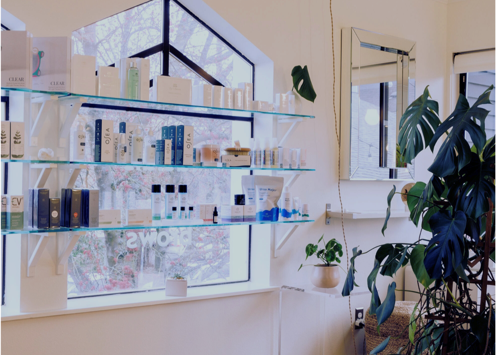 Display of skincare products on shelves in a store with a plant in the foreground